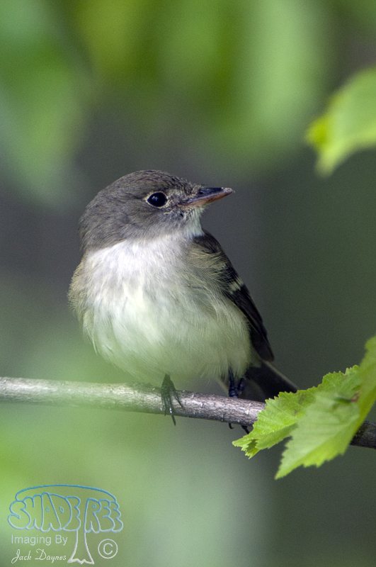 Alder Flycatcher - Empidonax alnorum
