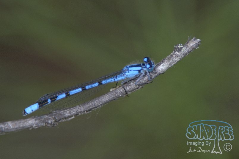 Taiga Bluet - Coenagrion resolutum