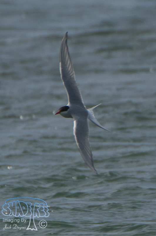 Arctic Tern - Sterna paradisaea