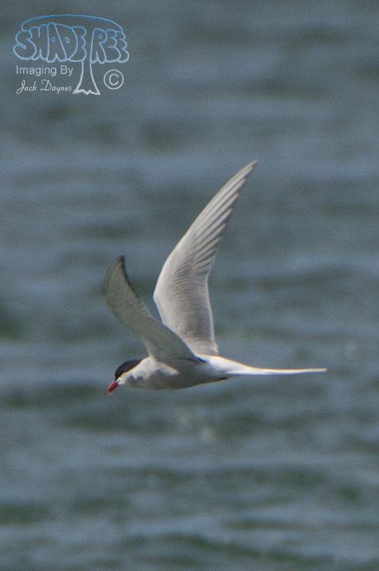 Arctic Tern - Sterna paradisaea
