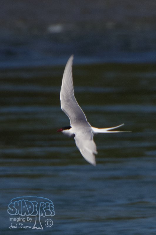 Arctic Tern - Sterna paradisaea