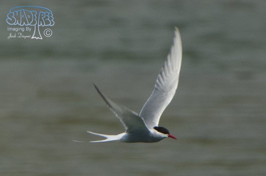Arctic Tern - Sterna paradisaea