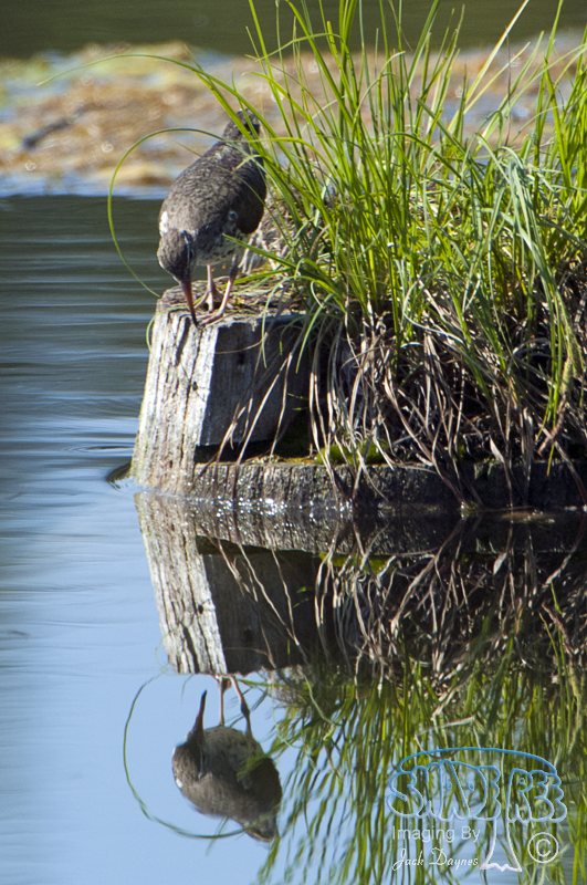 Spotted Sandpiper - Tringa macularia