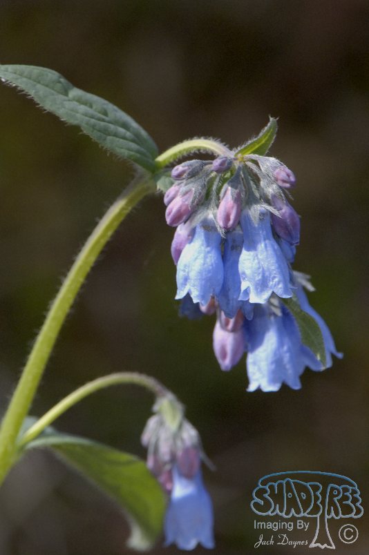 Northern Bluebells - Mertensia paniculata