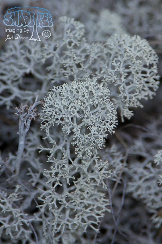 Arctic Lichen - Unknown sp.