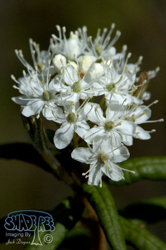 Labrador-Tea - Rhododendron  groenlandicum