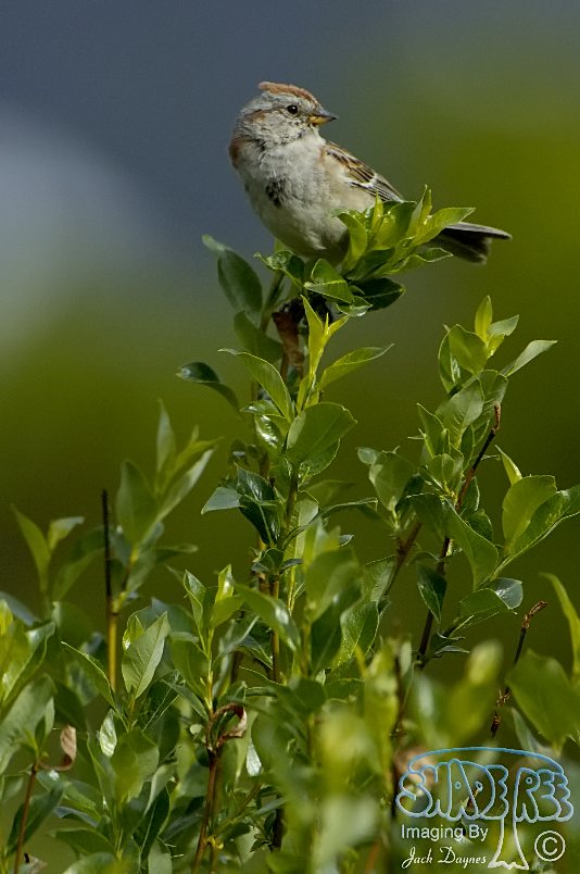 American Tree Sparrow - Spizelloides arborea