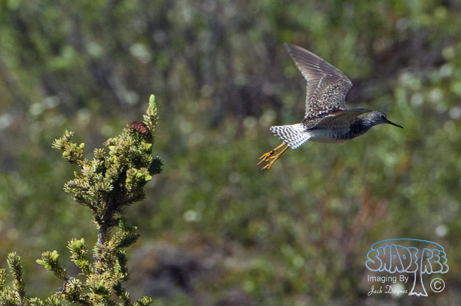 Lesser Yellowlegs - Tringa flavipes