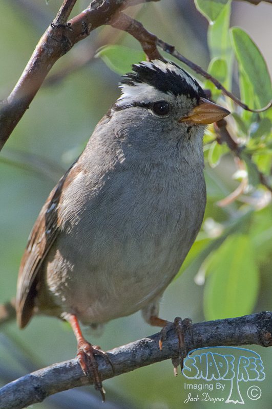 White-Crowned Sparrow - Zonotrichia leucophrys