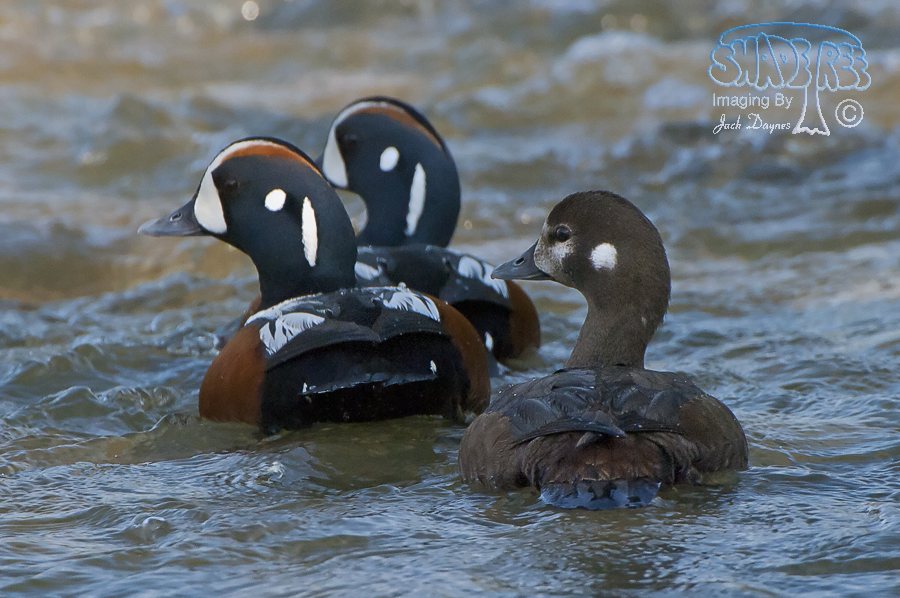 Harlequin Duck - Histrionicus histrionicus