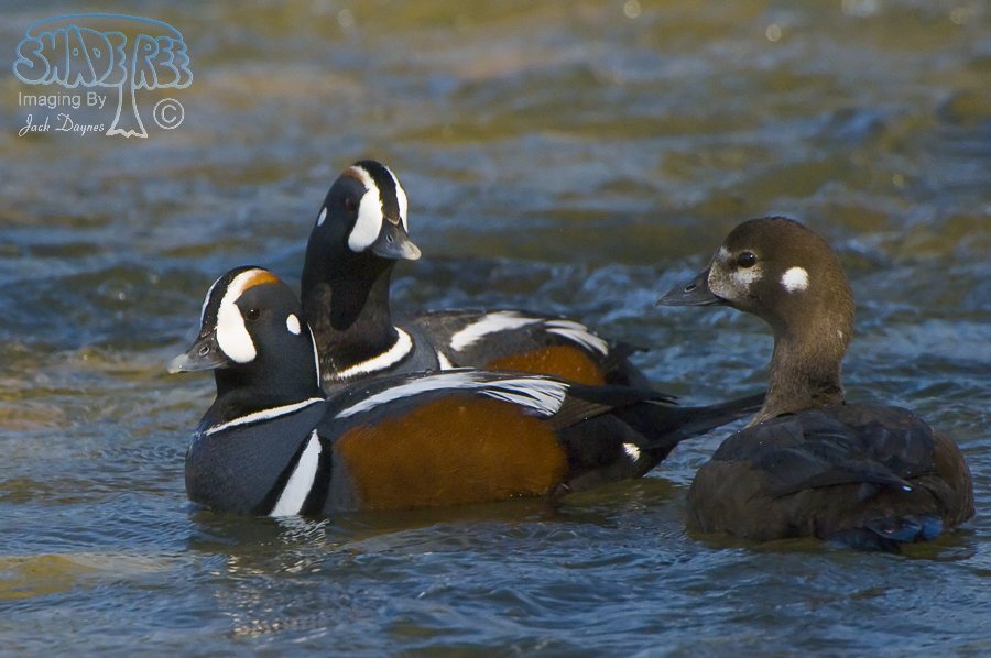 Harlequin Duck - Histrionicus histrionicus