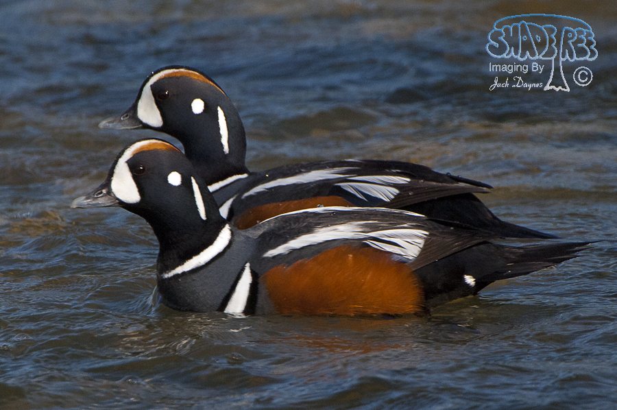 Harlequin Duck - Histrionicus histrionicus
