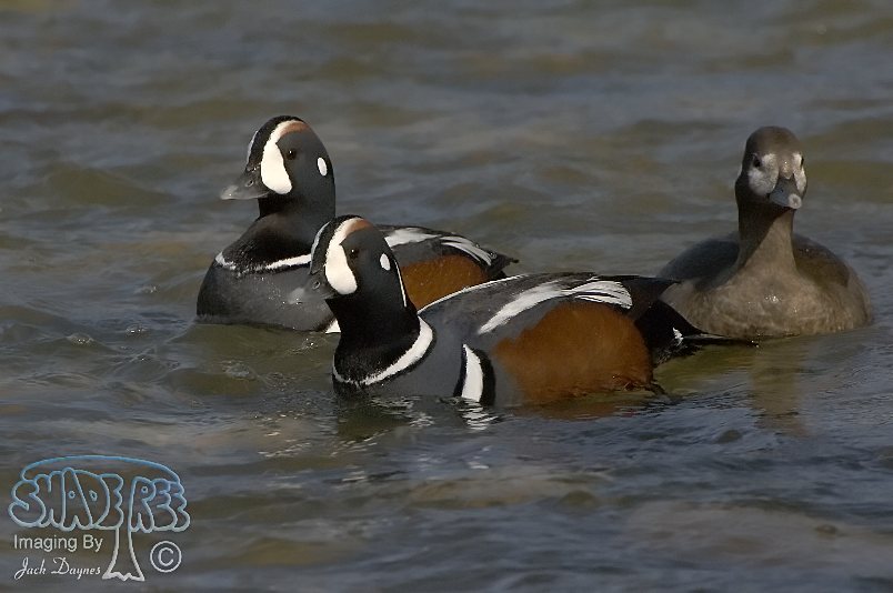 Harlequin Duck - Histrionicus histrionicus
