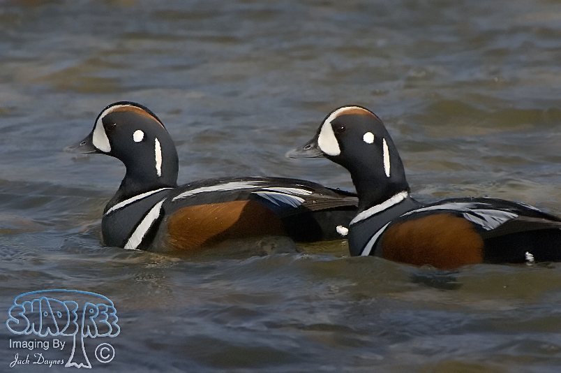 Harlequin Duck - Histrionicus histrionicus