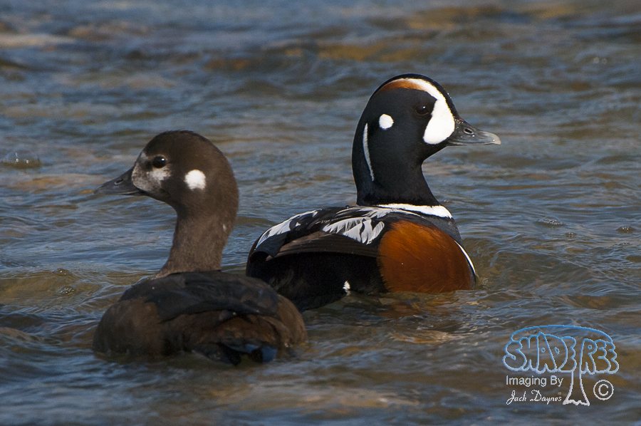 Harlequin Duck - Histrionicus histrionicus