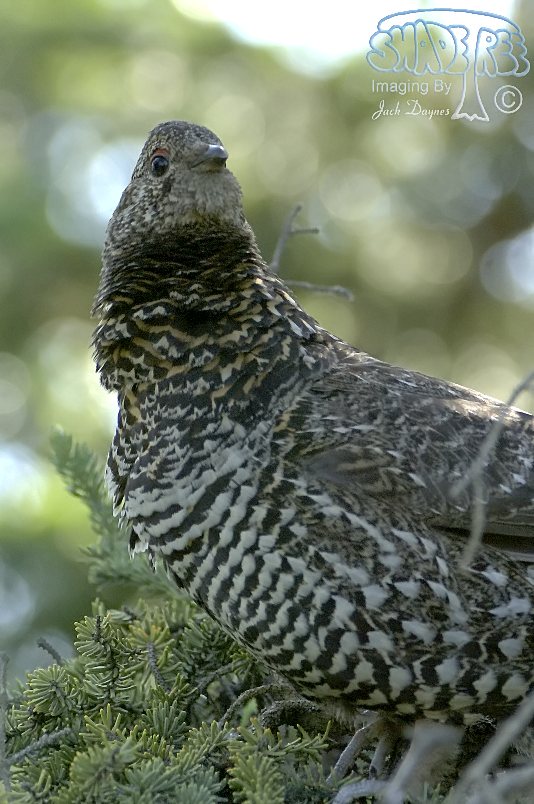 Spruce Grouse - Falcipennis canadensis