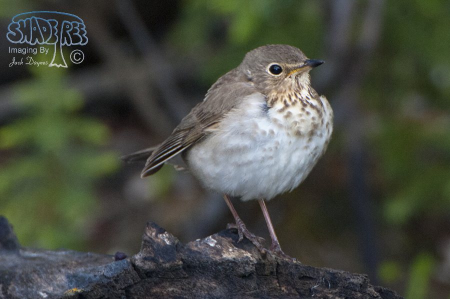 Swainson's Thrush - Catharus ustulatus