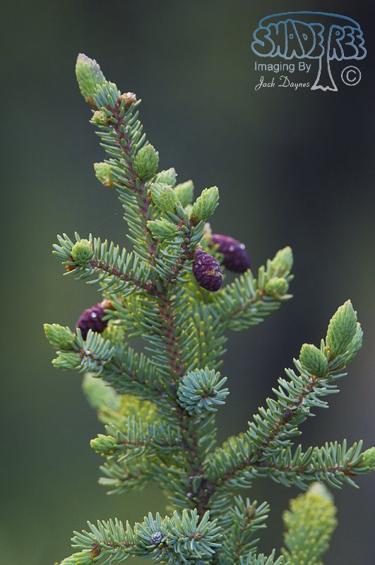 Black Spruce - Picea mariana