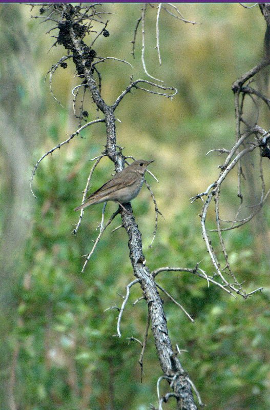 Gray-Cheeked Thrush - Catharus minimus