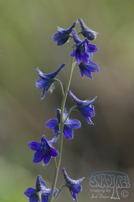 Larkspur (Wild Delphinium) - Delphinium glaucum