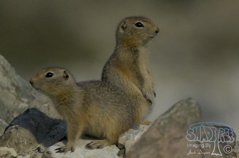 Arctic Ground Squirrel - Spermophilus parryii