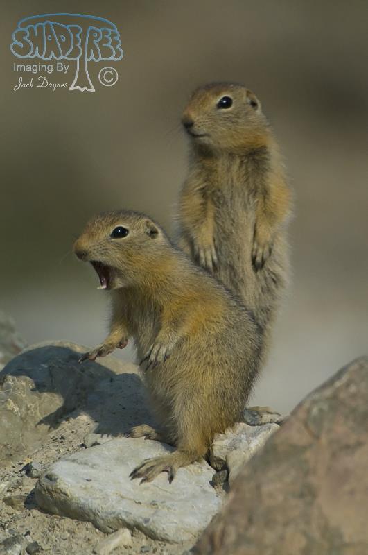 Arctic Ground Squirrel - Spermophilus parryii