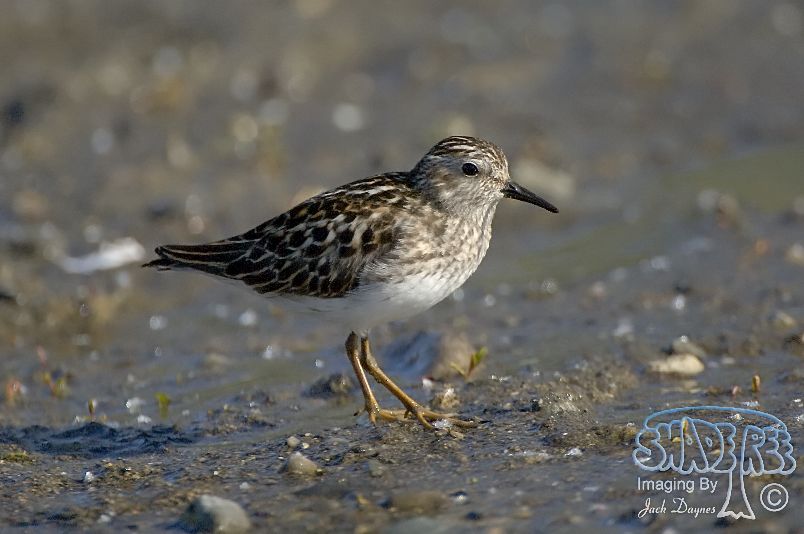 Least Sandpiper - Calidris minutilla
