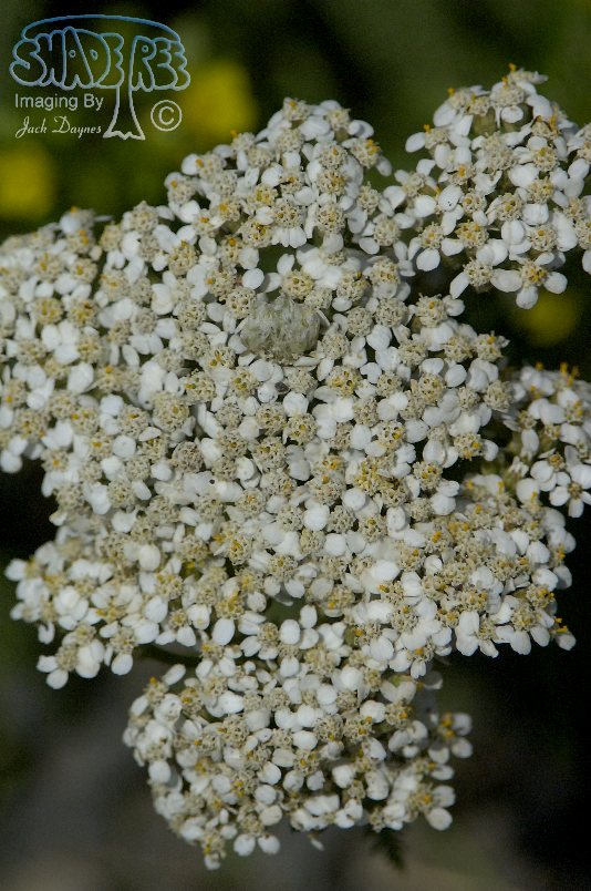 Yarrow - Achillea borealis