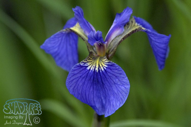 Wild Iris - Iris setosa