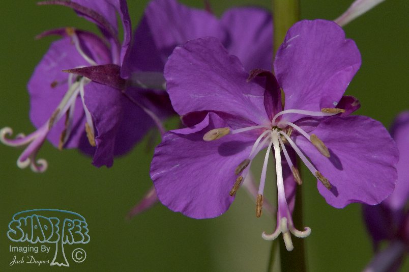 Fireweed - Cineraria Canadensis