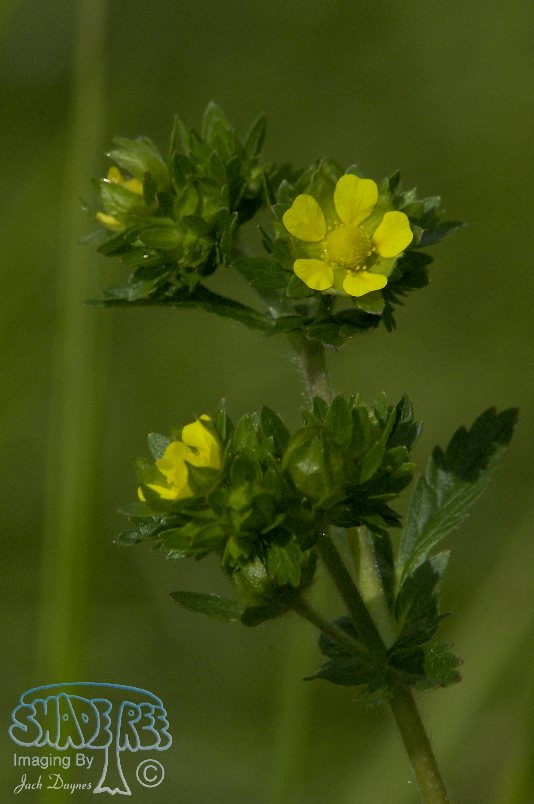 Yellow Flower - Unknown