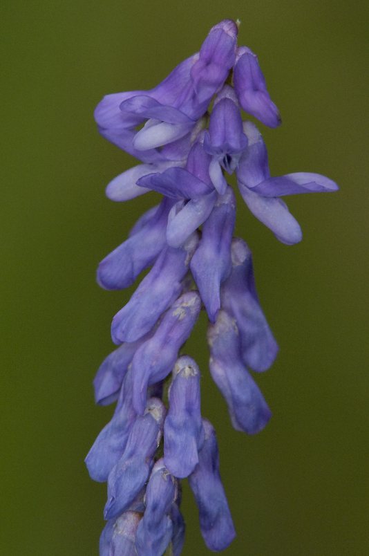 Bird Vetch - Vicia cracca