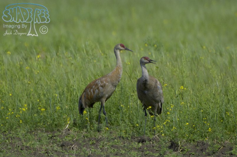 Sandhill Crane - Grus canadensis