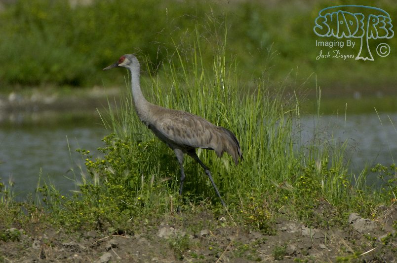 Sandhill Crane - Grus canadensis