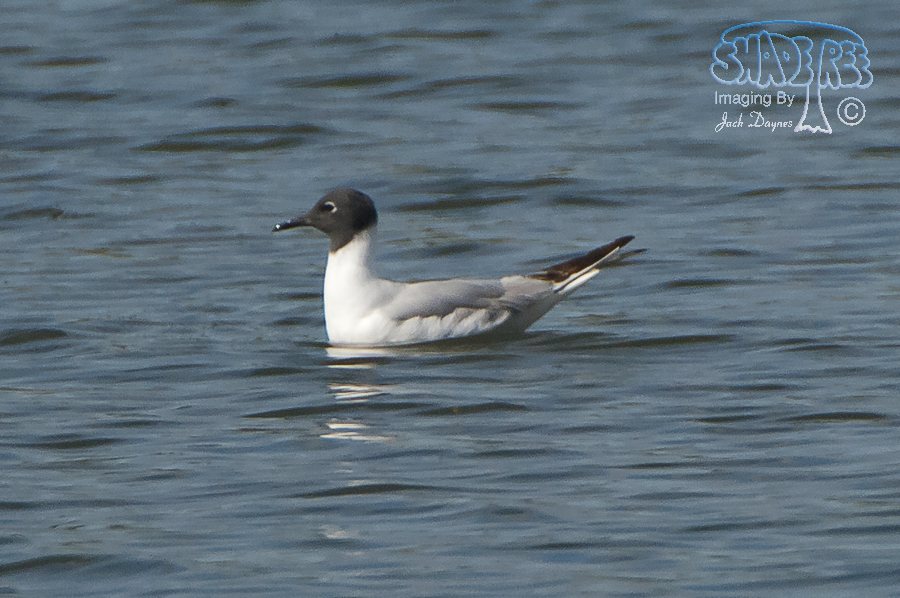 Bonaparte's Gull - Chroicocephalus philadelphia