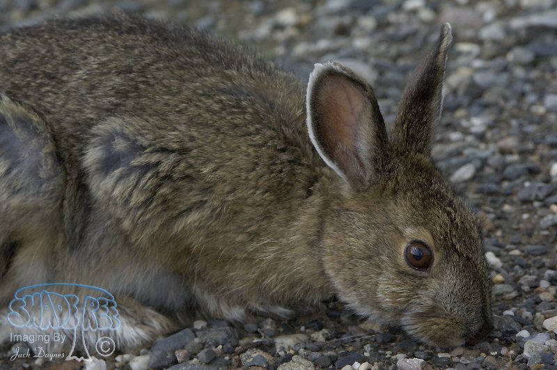 Snowshoe Rabbit - Lepus americanus
