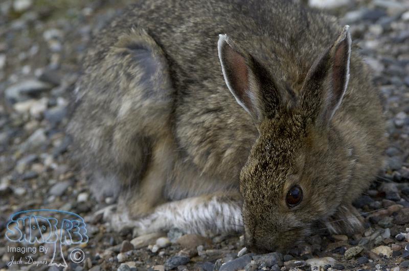 Snowshoe Rabbit - Lepus americanus