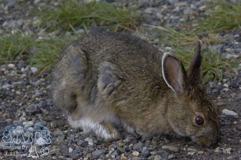 Snowshoe Rabbit - Lepus americanus