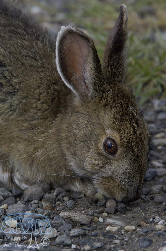 Snowshoe Rabbit - Lepus americanus