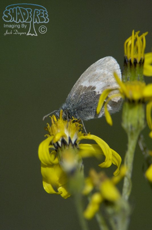 Unknown Butterfly - #4 - Unknown Butterfly