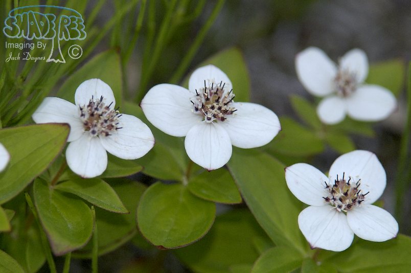 Canadian Dogwood - Cornus canadensis
