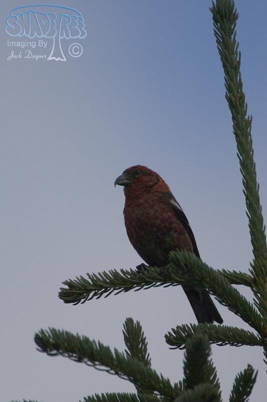 White-Winged Crossbill - Loxia leucoptera