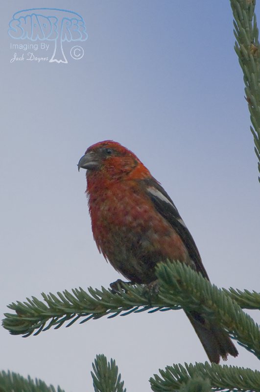 White-Winged Crossbill - Loxia leucoptera