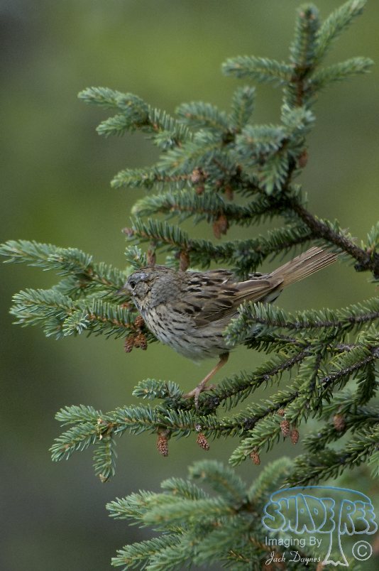 Lincoln's Sparrow - Melospiza lincolnii