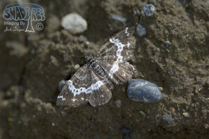 Geometrid Moth - Rheumaptera subhastata