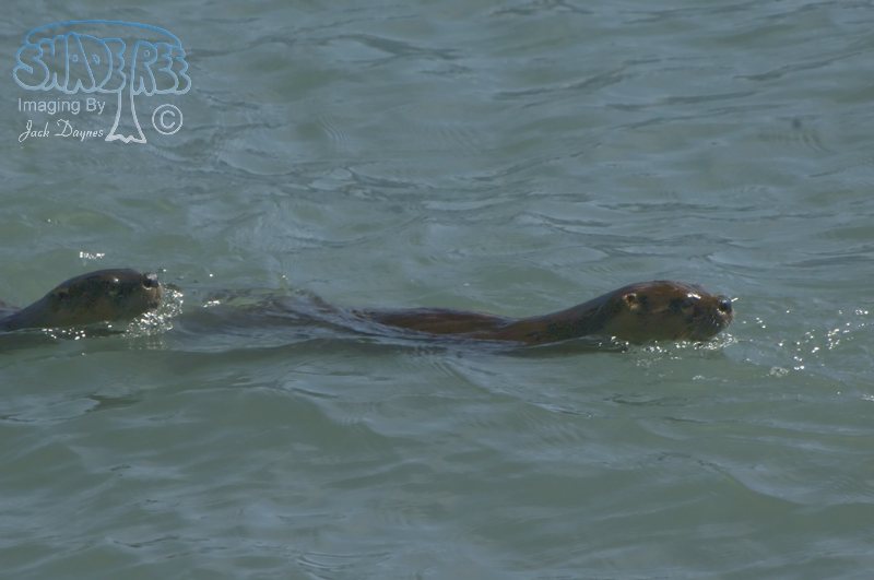 River Otter - Lutra canadensis
