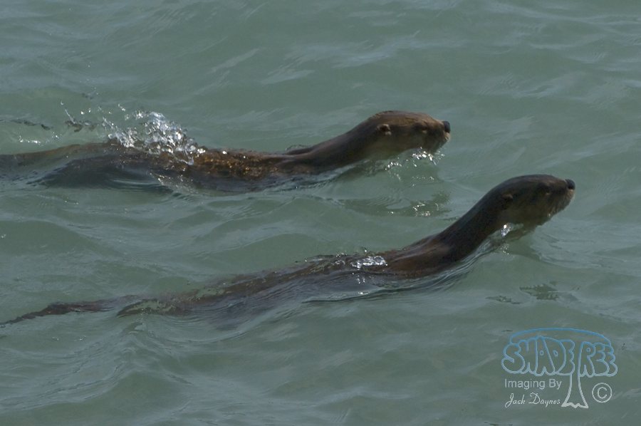River Otter - Lutra canadensis