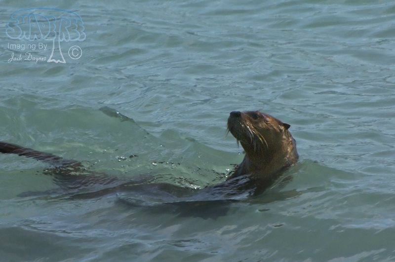 River Otter - Lutra canadensis