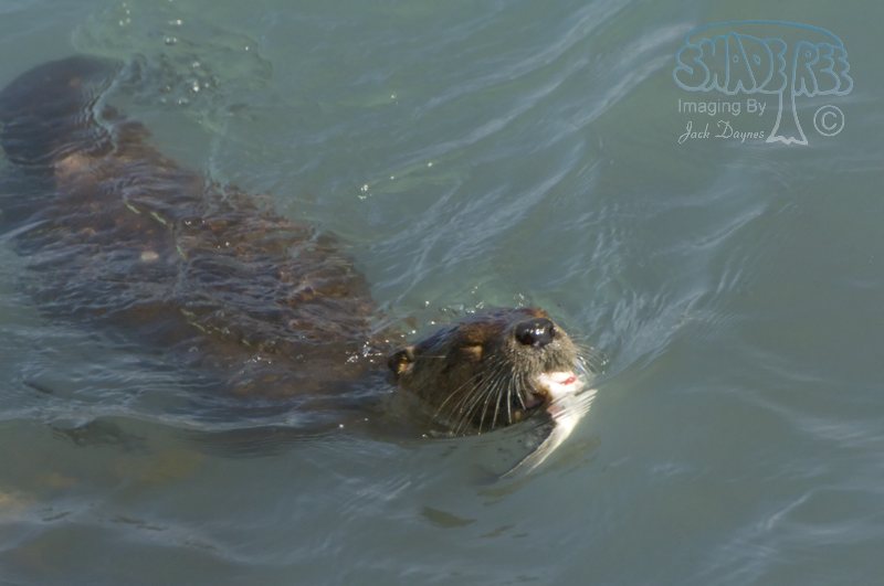 River Otter - Lutra canadensis