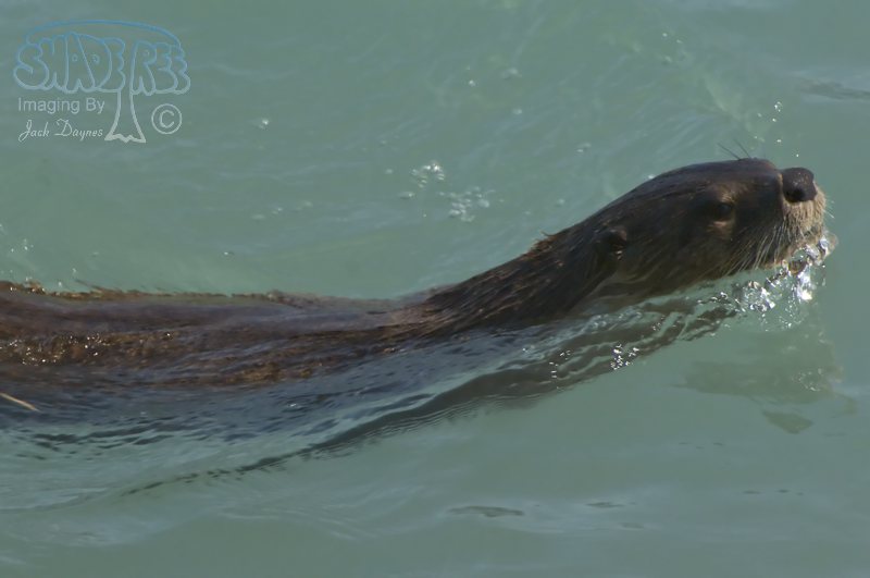 River Otter - Lutra canadensis